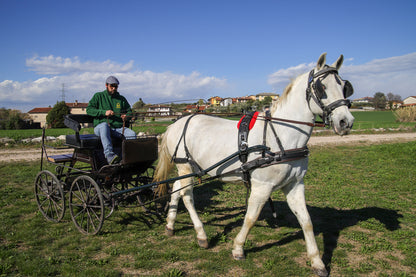 Horse Carriage Tour and tasting of local food in Lazise