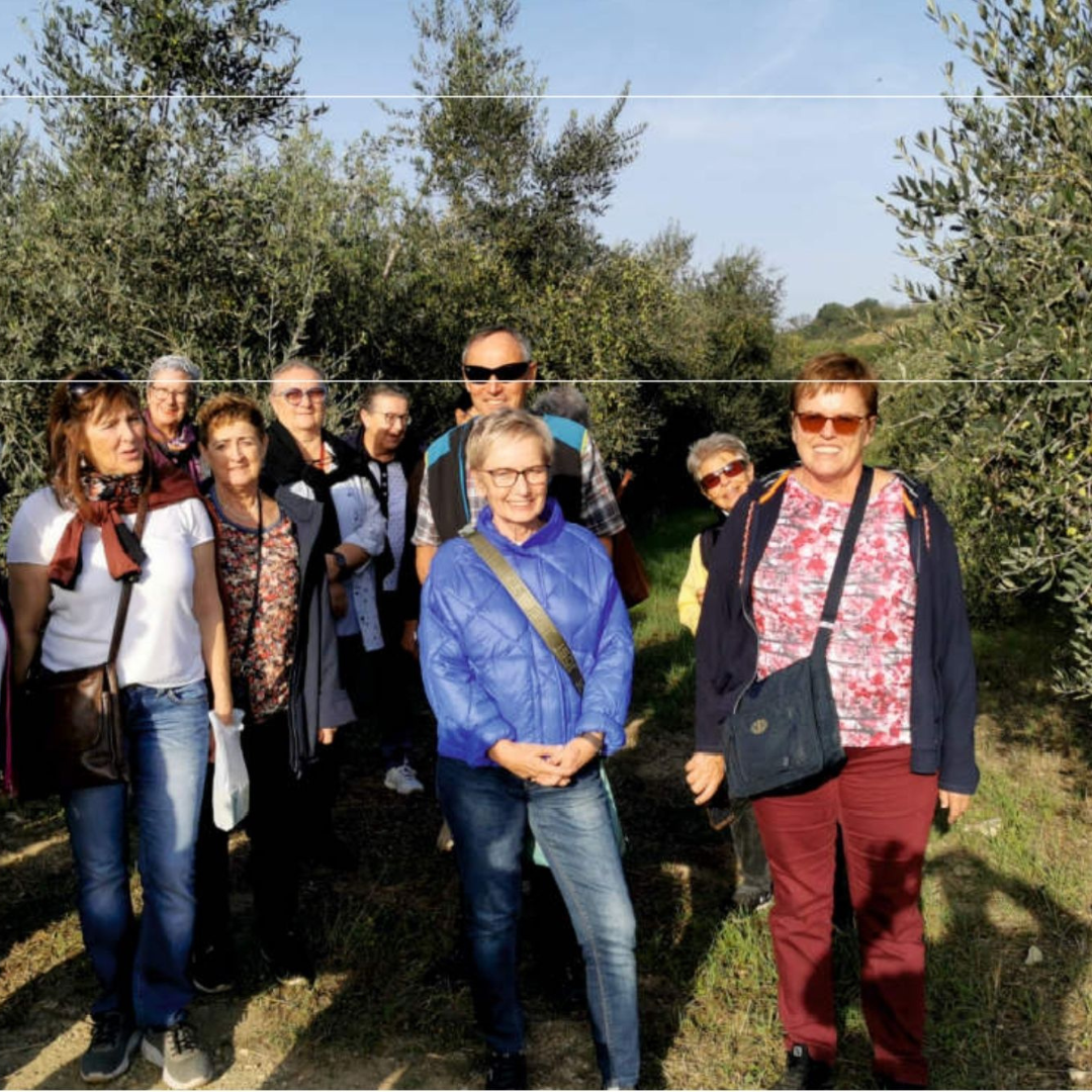 Olive Oil Tasting with Optional Olive Grove Walk near Rimini 6 Rimini