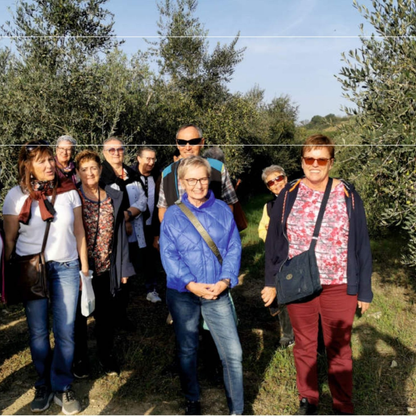 Olive Oil Tasting with Optional Olive Grove Walk near Rimini 6 Rimini
