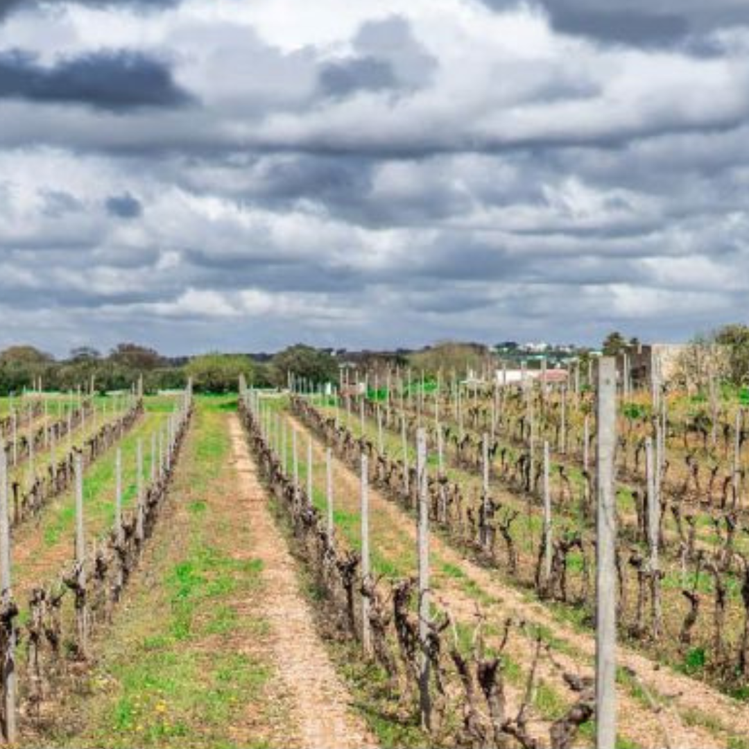 Wine Tasting near Locorotondo & Alberobello with Vineyard Walk 7 Taranto