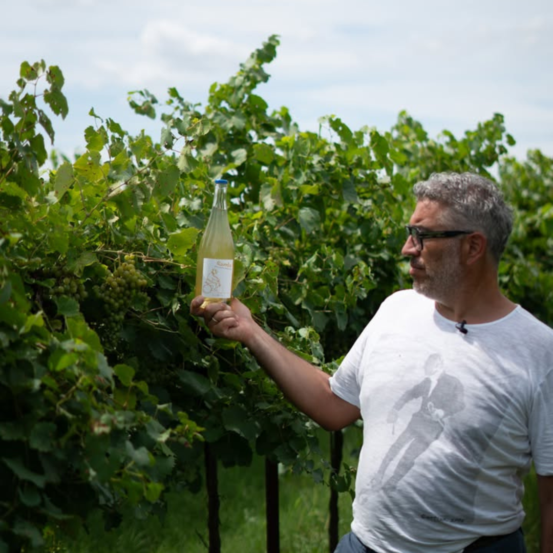 Winery Visit with Wine & Food Tasting near Ravenna 6 Ravenna