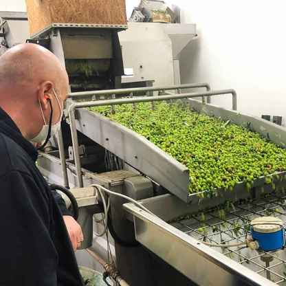 Olive Mill Tour with Tasting near Spoleto & Foligno 7 Perugia