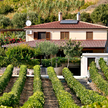 Winery Tour & Wine Tasting with Food Pairings near Oristano 6 Oristano