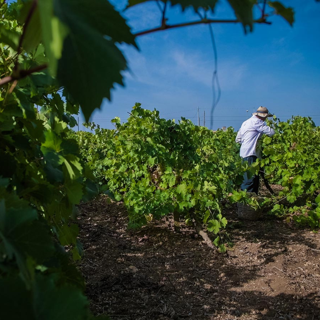 Winery visit & Tasting in Marsala 6 Trapani