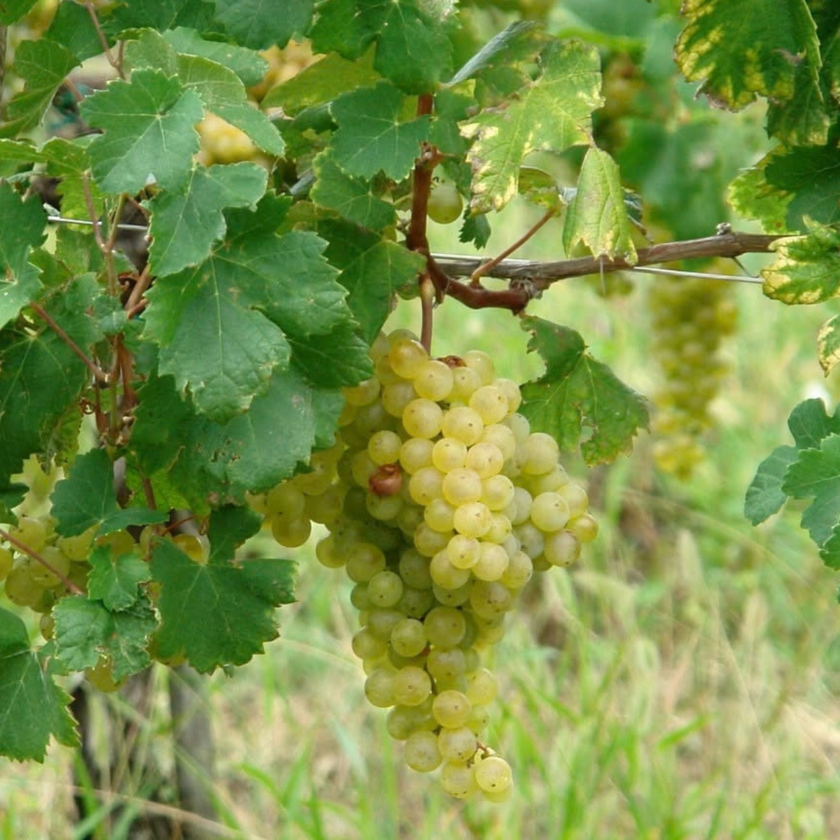 Trieste: Winery Visit & Tasting - Trieste