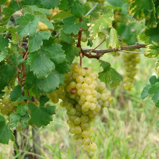 Trieste: Winery Visit & Tasting - Trieste