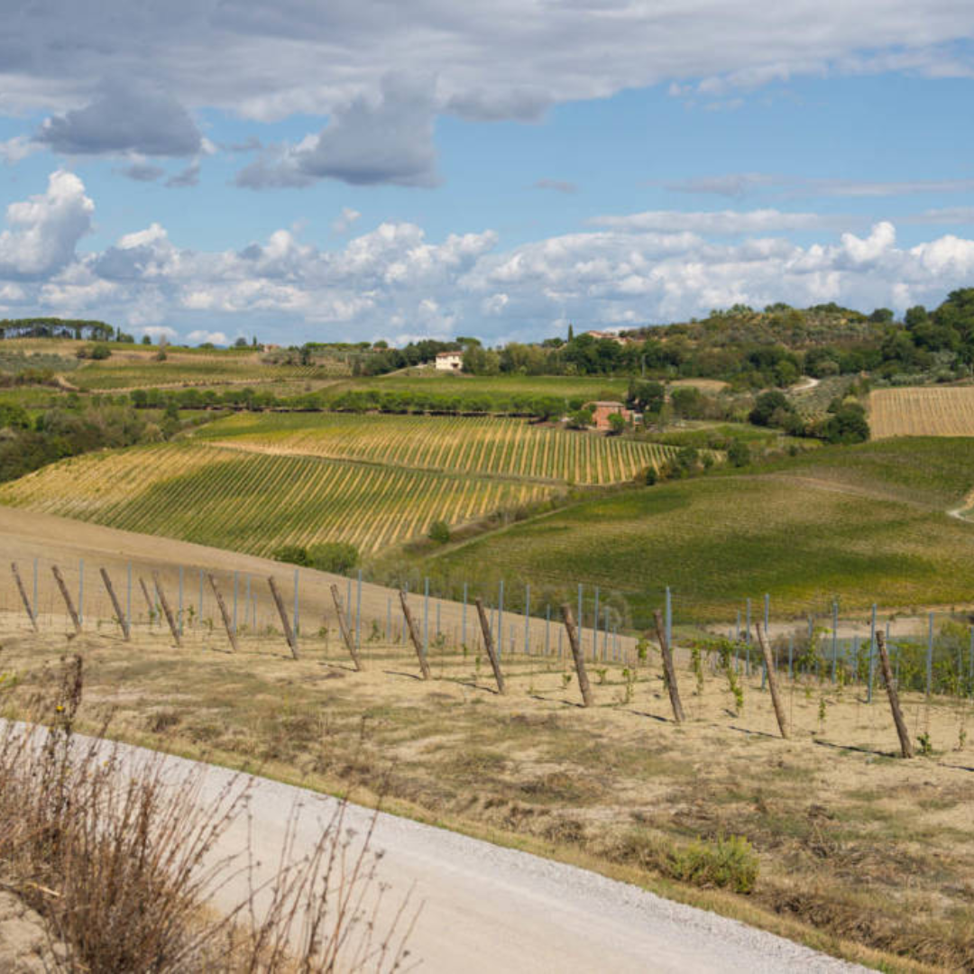 Underground Cellar Tour & Wine Tasting in Montepulciano 6 Siena