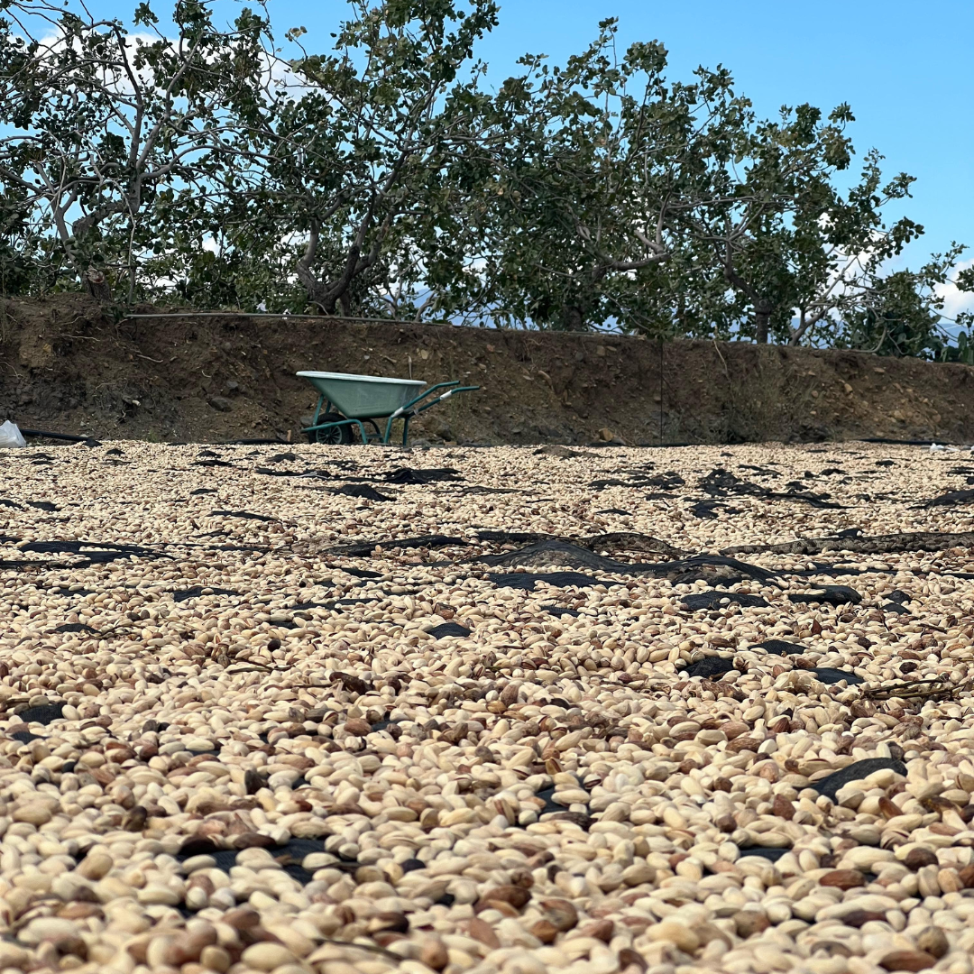 Pistachio Grove Tour with Tastings in Bronte near Etna 6 Catania