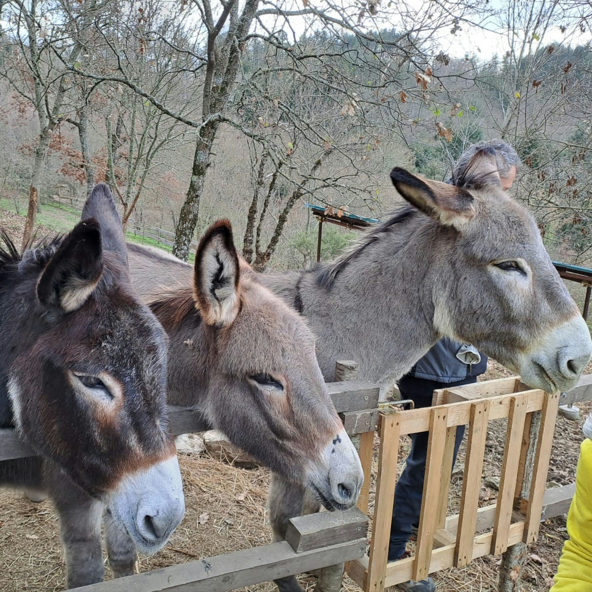 Wild Farm Nature & Animals Experience near Arezzo 2 Arezzo