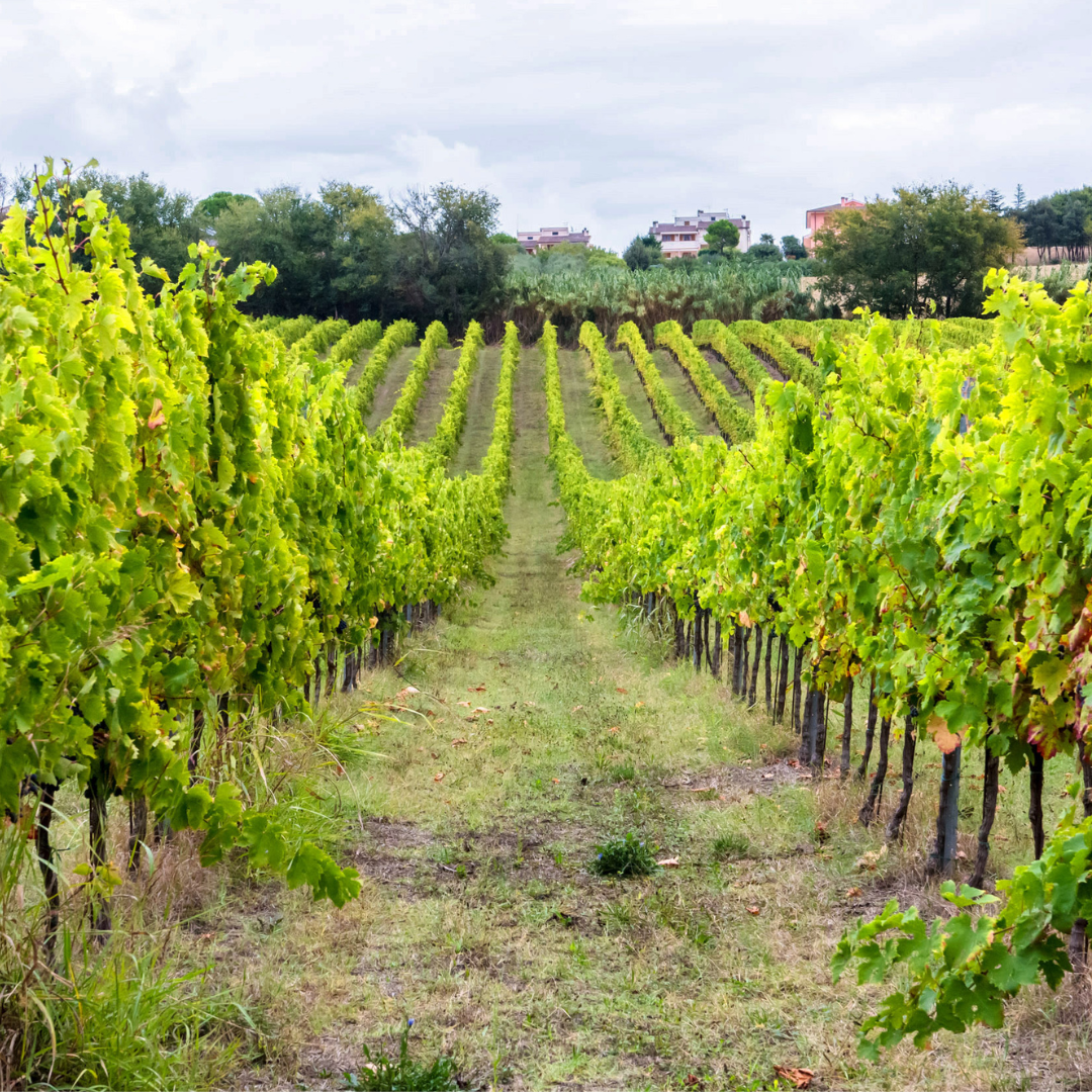 Gourmet Winery Tour with Wine & Food Tasting near Ancona 4 Ancona