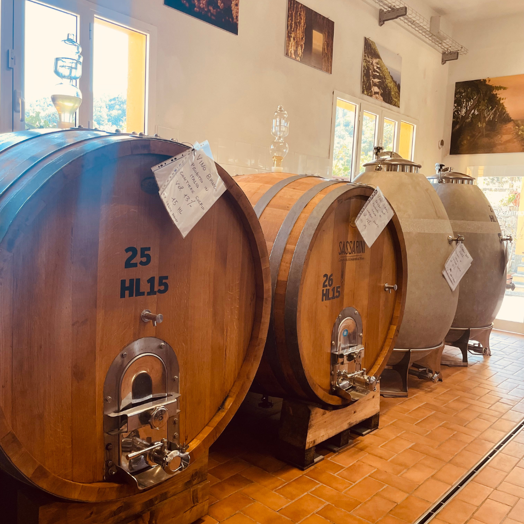 Winery Tour with Wine Tasting in Monterosso, Cinque Terre 6 La Spezia