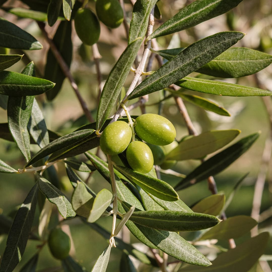 Olive Mill Tour with Tasting near Spoleto & Foligno 1 Perugia