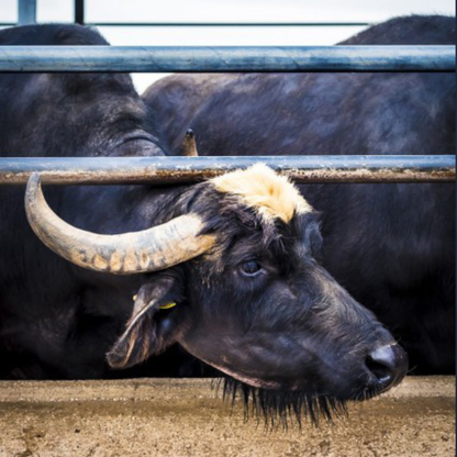 Buffalo Farm Tour with Mozzarella-based Lunch in Paestum 6 Salerno