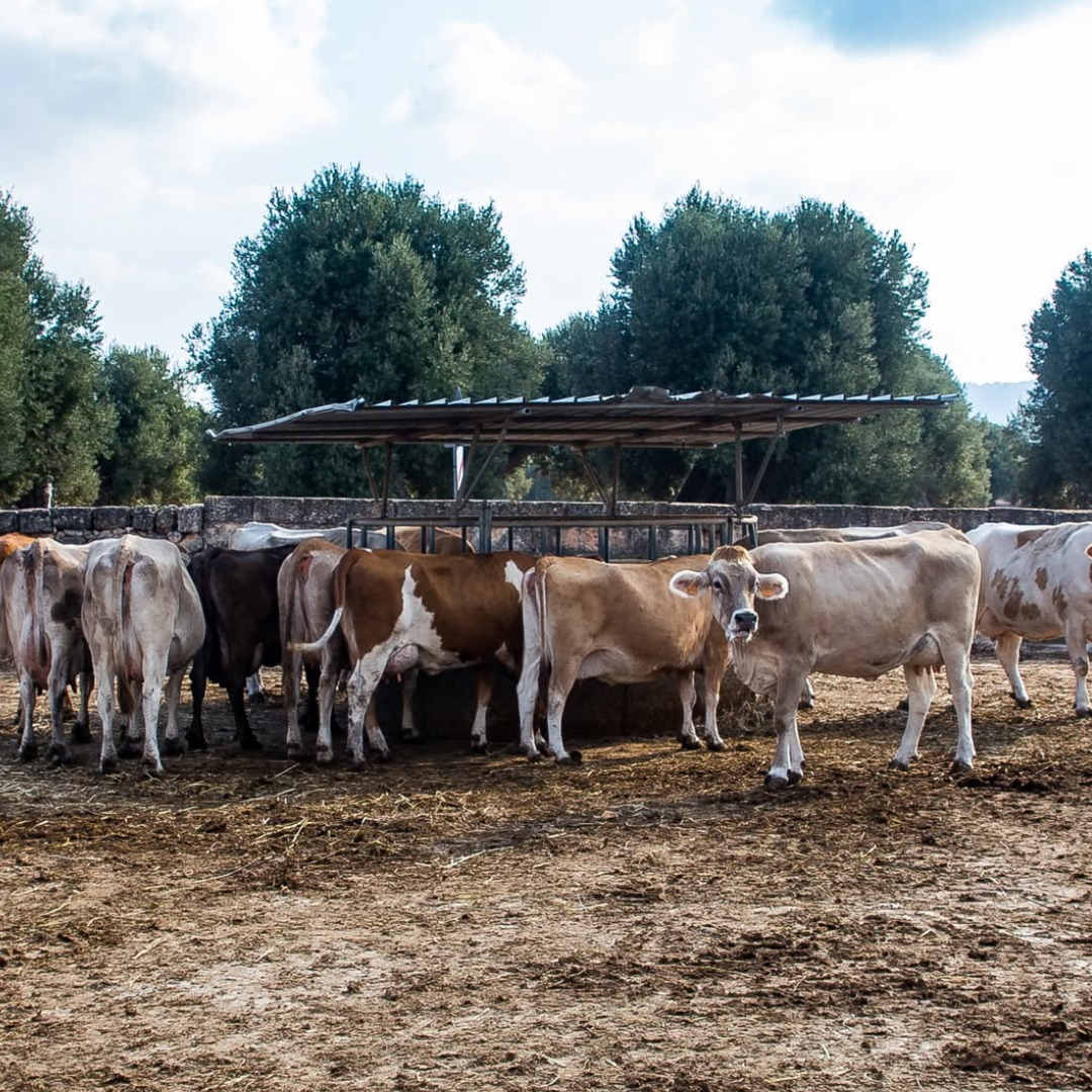 Mozzarella Making Show and Dairy Farm visit in Fasano, Brindisi 2 Brindisi