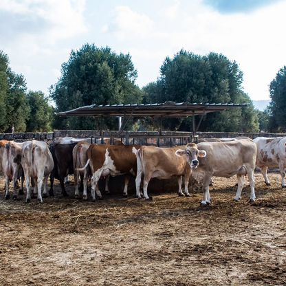 Mozzarella Making Show and Dairy Farm visit in Fasano, Brindisi 2 Brindisi