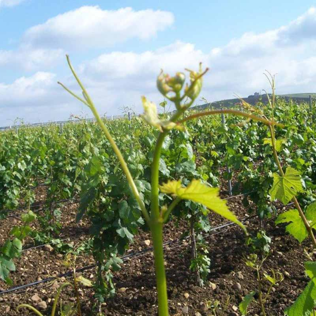 Winery visit & Tasting in Marsala 3 Trapani