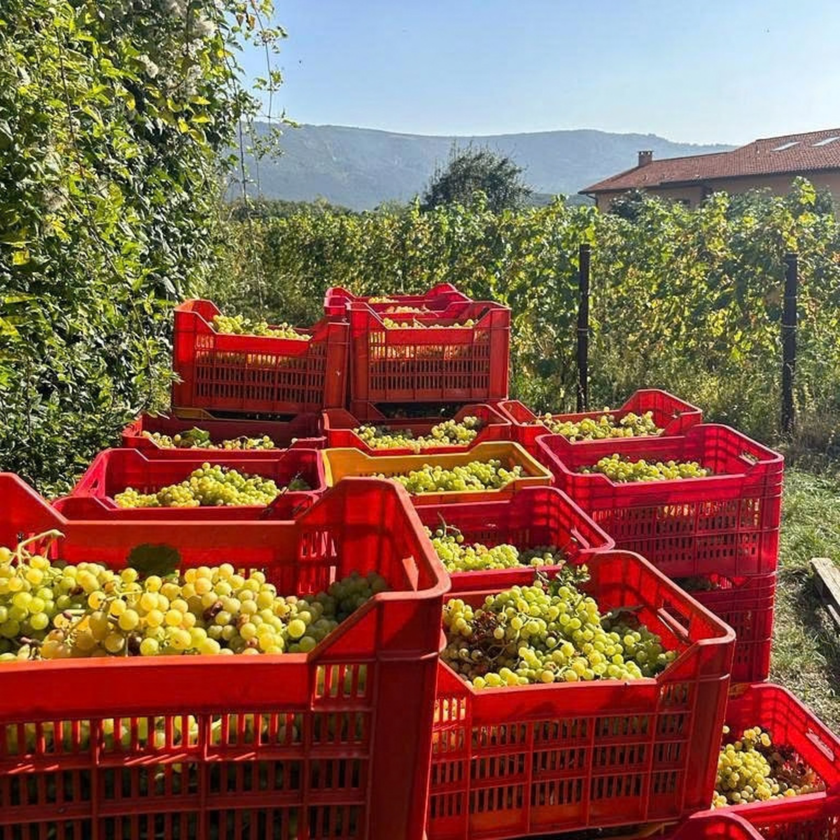 Trieste: Winery Visit & Tasting 5 Trieste