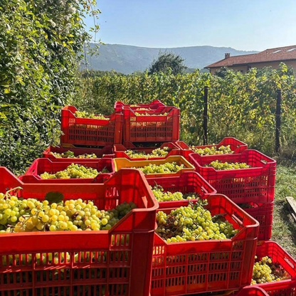 Trieste: Winery Visit & Tasting 5 Trieste