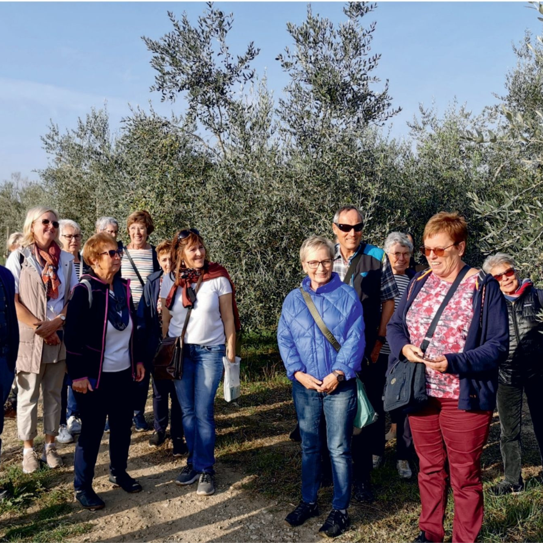Olive Oil Tasting with Optional Olive Grove Walk near Rimini 4 Rimini