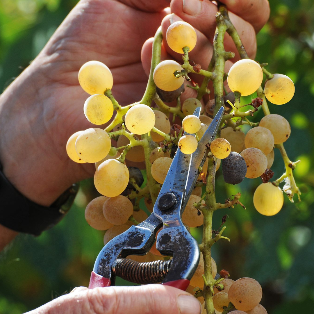 Winery Tour & Wine Tasting with Food Pairings near Oristano 8 Oristano