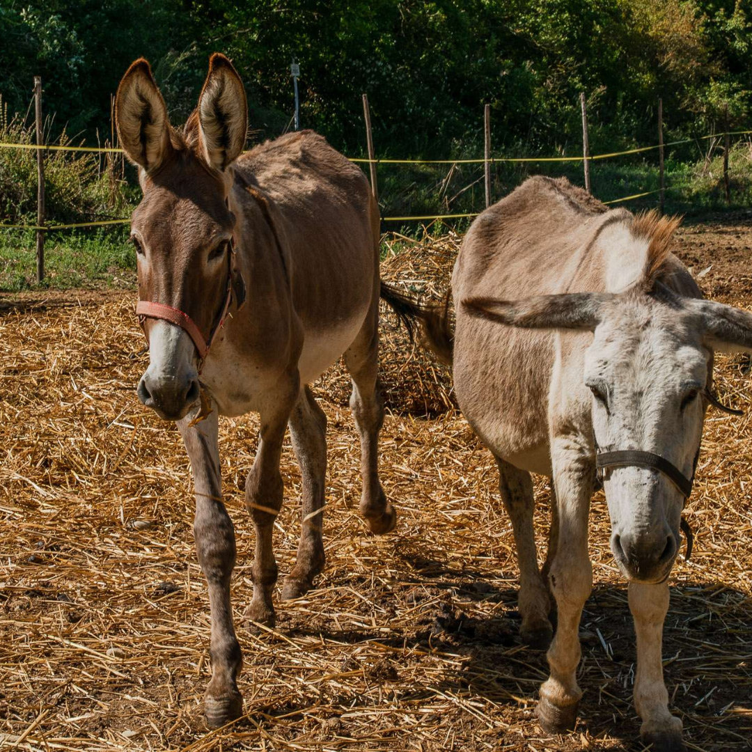 Walk with Donkeys in the Olive Orchard near Florence 5 Firenze
