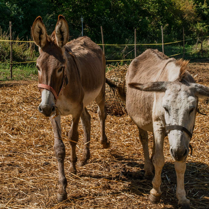 Walk with Donkeys in the Olive Orchard near Florence 5 Firenze