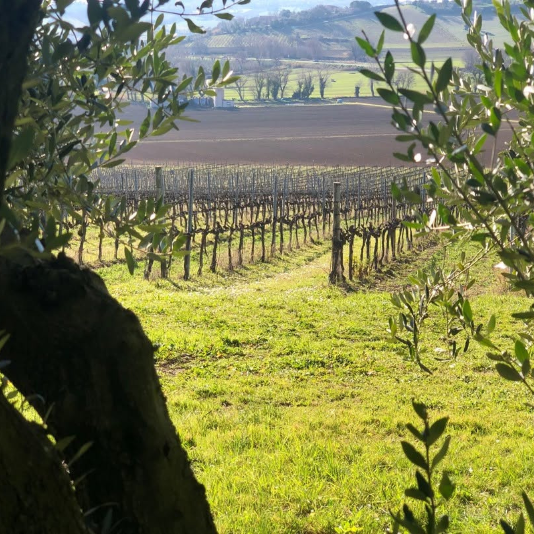 Gourmet Winery Tour with Wine & Food Tasting near Ancona 7 Ancona
