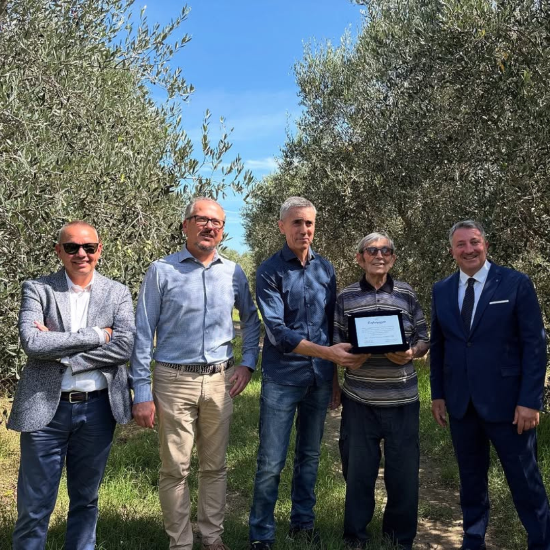 Olive Oil Tasting with Optional Olive Grove Walk near Rimini 3 Rimini