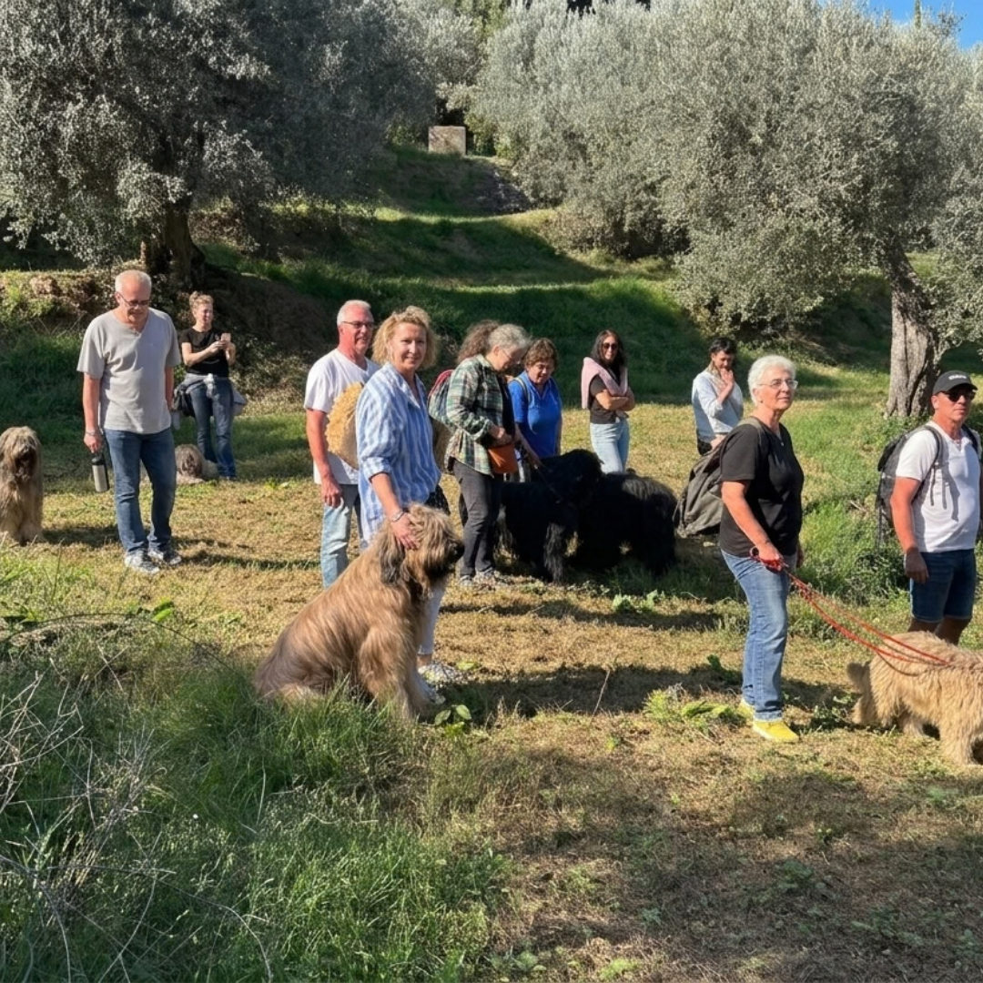 Olive Oil Mill Tour with Tasting & Wine near Volterra 5 Livorno