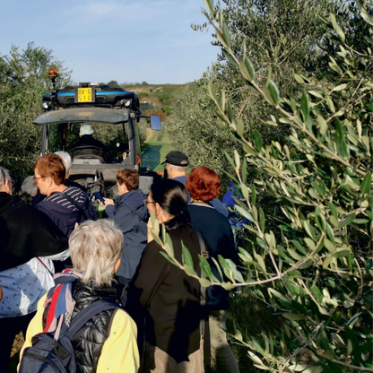 Olive Oil Tasting with Optional Olive Grove Walk near Rimini 2 Rimini