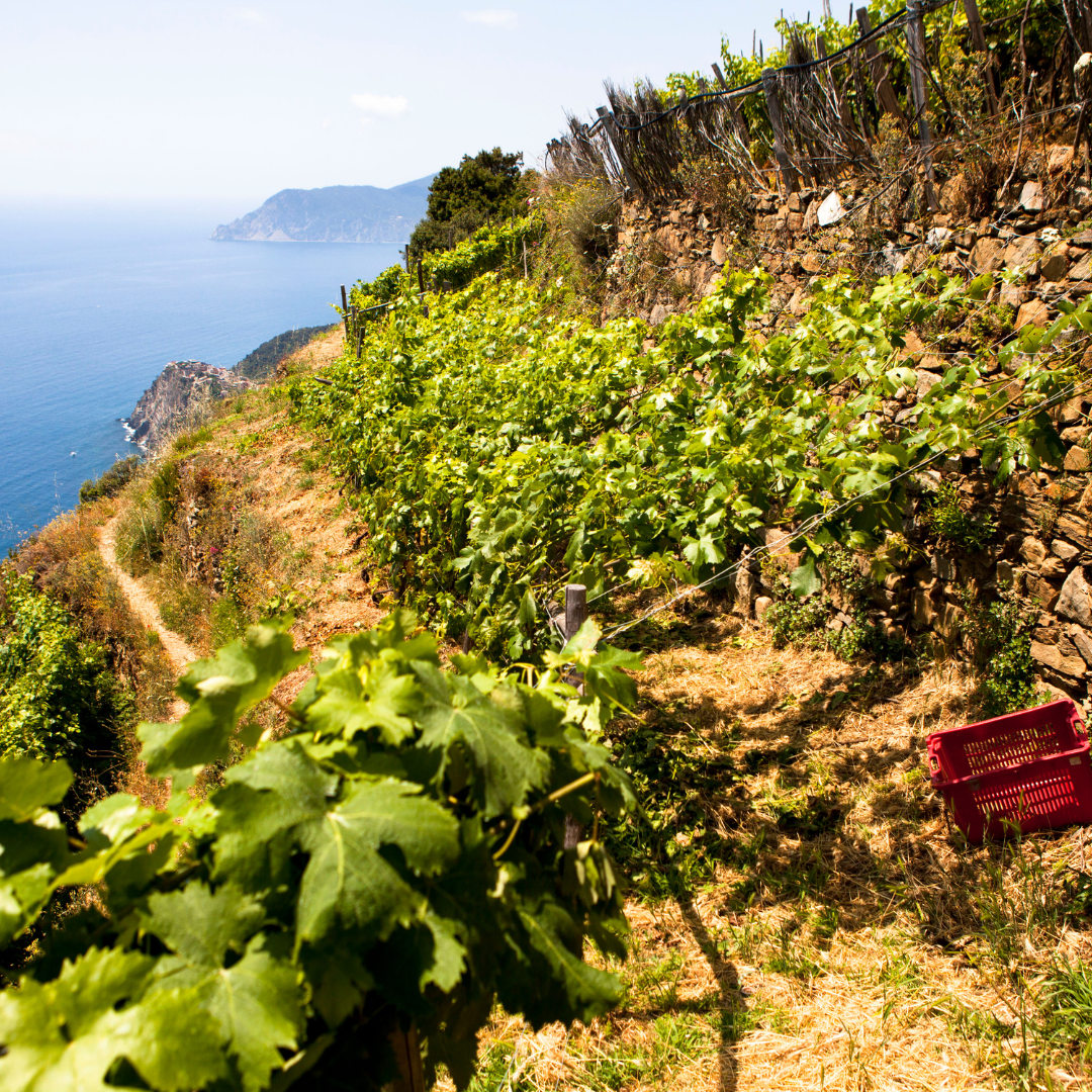 Winery Tour with Wine Tasting in Monterosso, Cinque Terre 4 La Spezia