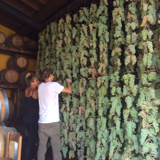 Organic Wine Tasting and Vineyard Tour near Empoli and Pisa