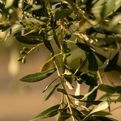 Olive Grove Tour, Oil Tasting & Food in Licata, Agrigento 3 Agrigento