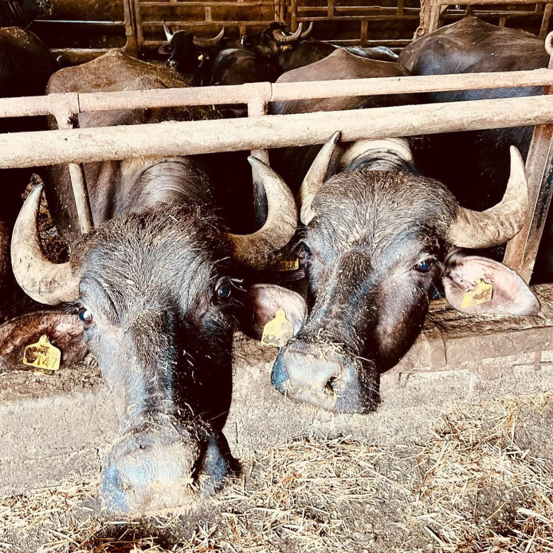 Buffalo Farm Tour with Mozzarella-based Lunch in Paestum 4 Salerno