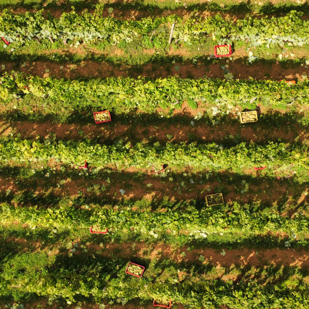 Winery & Vineyard Tour with Wine Tasting & Food in Albenga 5 Savona 